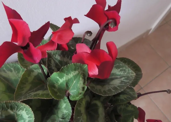 Daire Casa Travaglini